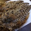 画像4: 【ANGLE】HEN PHEASANT BODY SKIN (4)