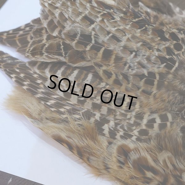 画像5: 【ANGLE】HEN PHEASANT BODY SKIN (5)