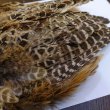 画像6: 【ANGLE】HEN PHEASANT BODY SKIN (6)