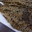 画像3: 【ANGLE】HEN PHEASANT BODY SKIN (3)