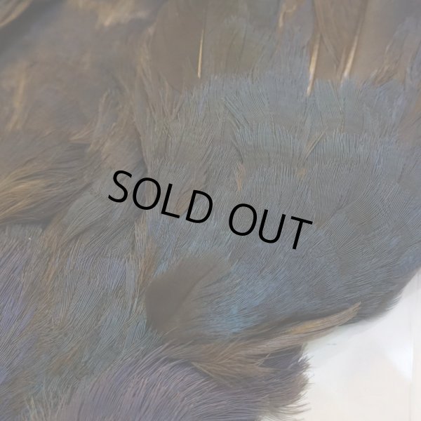 画像4: パープルスワンヘン・コンプリート No.1 (4)