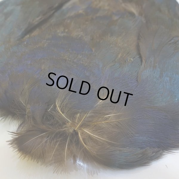 画像5: パープルスワンヘン・コンプリート No.2 (5)