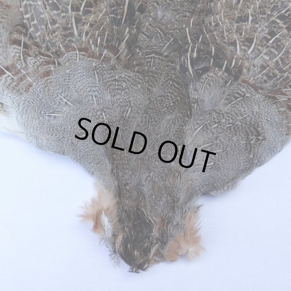 画像2: 【METZ】ハンガリアンパートリッジ #1 No.1 (2)