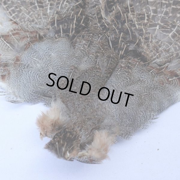 画像2: 【METZ】ハンガリアンパートリッジ #2 No.3 (2)