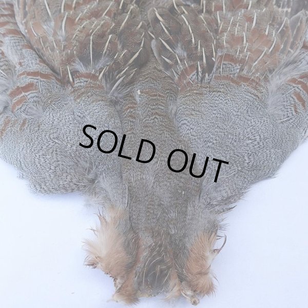 画像2: 【METZ】ハンガリアンパートリッジ #1 No.3 (2)