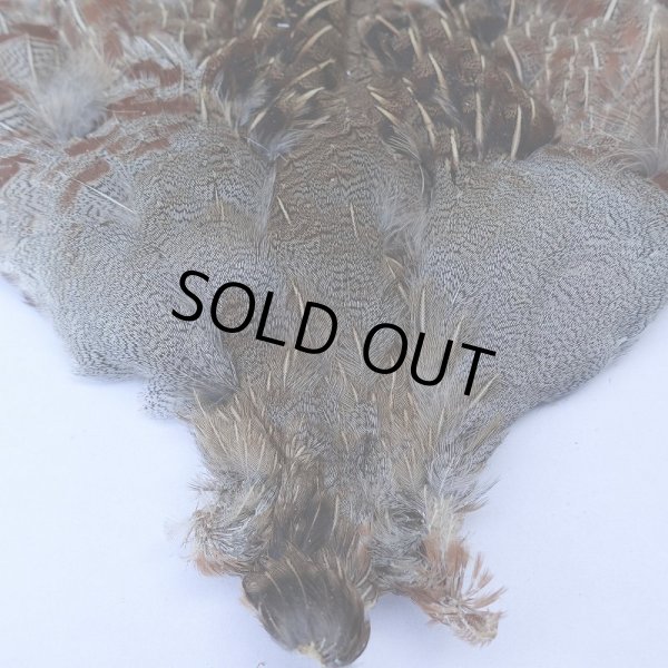 画像2: 【METZ】ハンガリアンパートリッジ #1 No.2 (2)