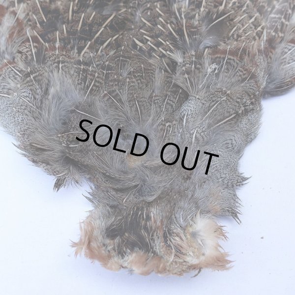 画像2: 【METZ】ハンガリアンパートリッジ #2 No.2 (2)