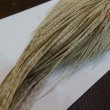 画像5: 【WHITING】High & Dry ROOSTER Cape - Variant (5)