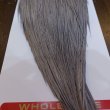 画像6: 【Whiting】ROOSTER CAPE BRONZE Grade - Medium Dun No.3 (6)