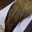 画像5: 【Whiting】HERITAGE ROOSTER CAPE #1 Grade No.13 (5)