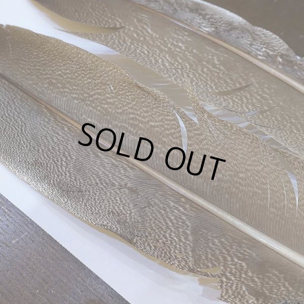 画像4: 【CANAL】Kori Bustard Lサイズ(スペックルドバスタード) No.2 (4)