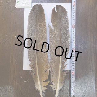 希少　スペックルドバスタード　約30cm 希少 スペックルドバスタード 約30cm