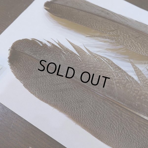 画像3: 【CANAL】Kori Bustard Lサイズ(スペックルドバスタード) No.3 (3)