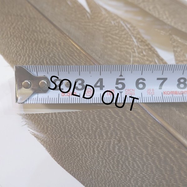 画像5: 【CANAL】Kori Bustard Lサイズ(スペックルドバスタード) No.3 (5)