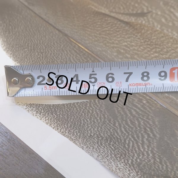 画像5: 【CANAL】Kori Bustard Lサイズ(スペックルドバスタード) No.2 (5)