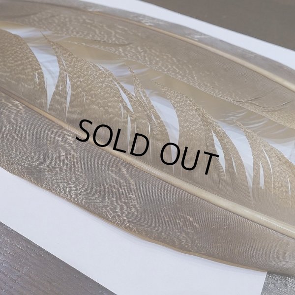 画像6: 【CANAL】Kori Bustard Lサイズ(スペックルドバスタード) No.1 (6)