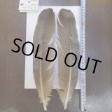希少　スペックルドバスタード　約30cm 希少 スペックルドバスタード 約30cm 希少スペックルド