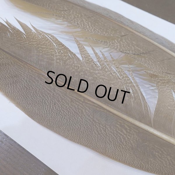 画像4: 【CANAL】Kori Bustard Lサイズ(スペックルドバスタード) No.3 (4)