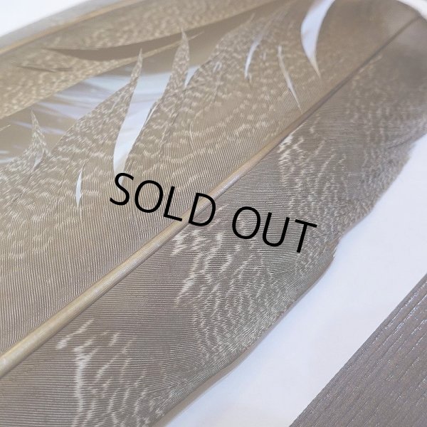 画像5: 【CANAL】Kori Bustard Lサイズ(スペックルドバスタード) No.1 (5)