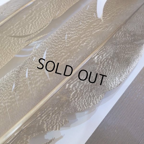 画像6: 【CANAL】Kori Bustard Lサイズ(スペックルドバスタード) No.2 (6)