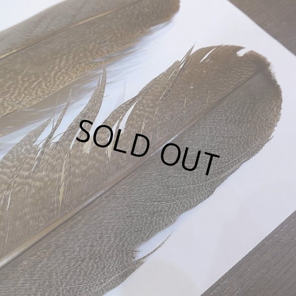 画像6: 【CANAL】Kori Bustard Lサイズ(スペックルドバスタード) No.3 (6)