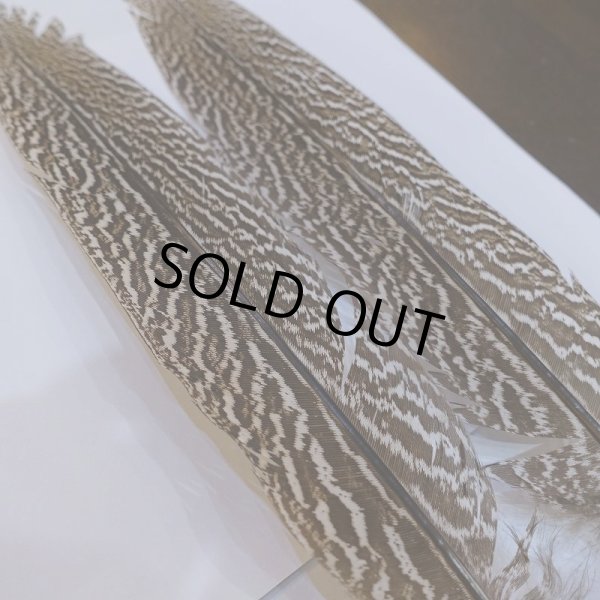 画像4: 【CANAL】スペックルドフェザント ウィング No.4 (4)