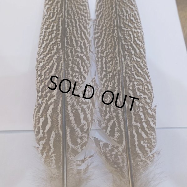 画像2: 【CANAL】スペックルドフェザント ウィング No.4 (2)