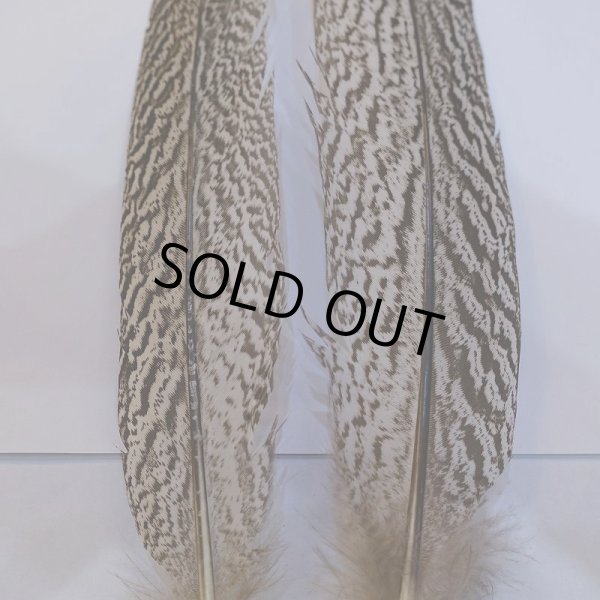 画像2: 【CANAL】スペックルドフェザント ウィング No.2 (2)