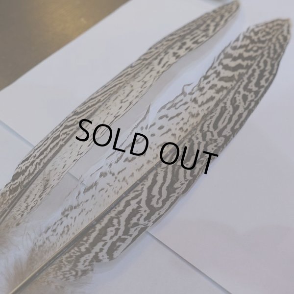 画像4: 【CANAL】スペックルドフェザント ウィング No.1 (4)