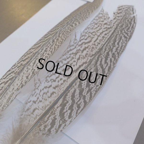 画像5: 【CANAL】スペックルドフェザント ウィング No.2 (5)