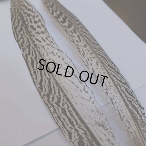 画像3: 【CANAL】スペックルドフェザント ウィング No.1 (3)