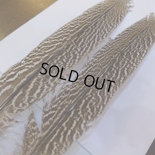 画像5: 【CANAL】スペックルドフェザント ウィング No.4 (5)