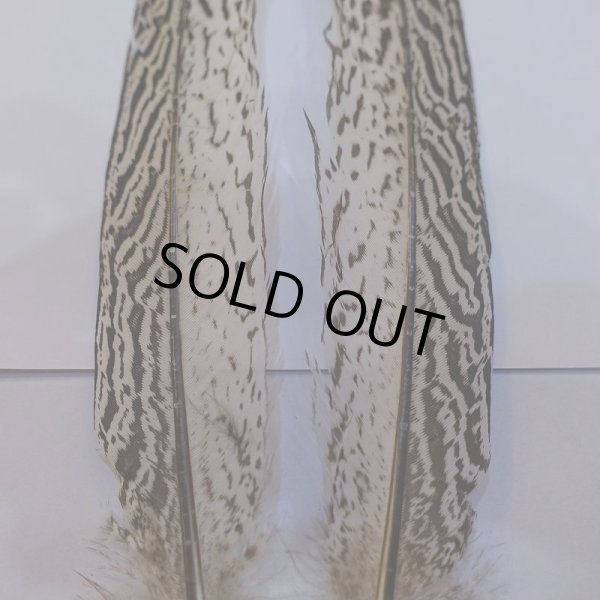 画像2: 【CANAL】スペックルドフェザント ウィング No.1 (2)