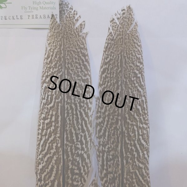 画像3: 【CANAL】スペックルドフェザント ウィング No.4 (3)