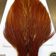 画像5: 【WHITING】Hebert ROOSTER CAPE PRO Grade - Medium Brown (5)