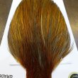 画像5: 【WHITING】Hebert ROOSTER CAPE PRO Grade - Rusty Dun (5)