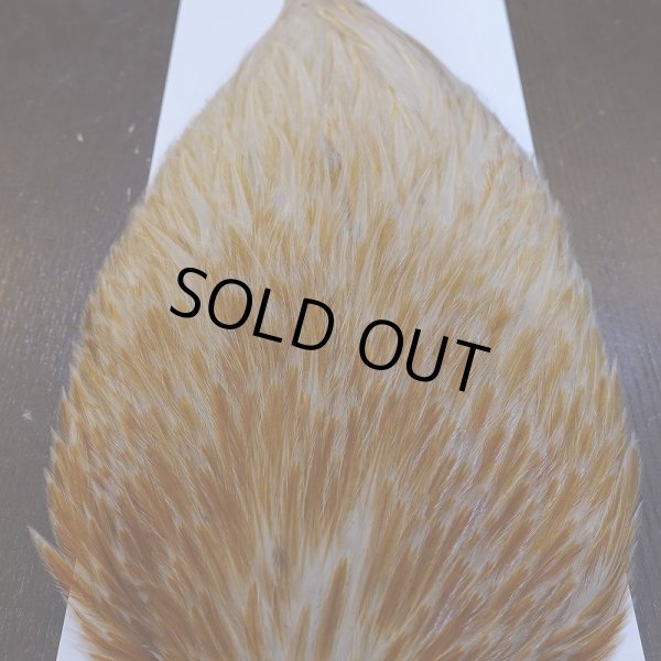 画像5: 【WHITING】AMERICAN ROOSTER CAPE - HONEY DUN (5)