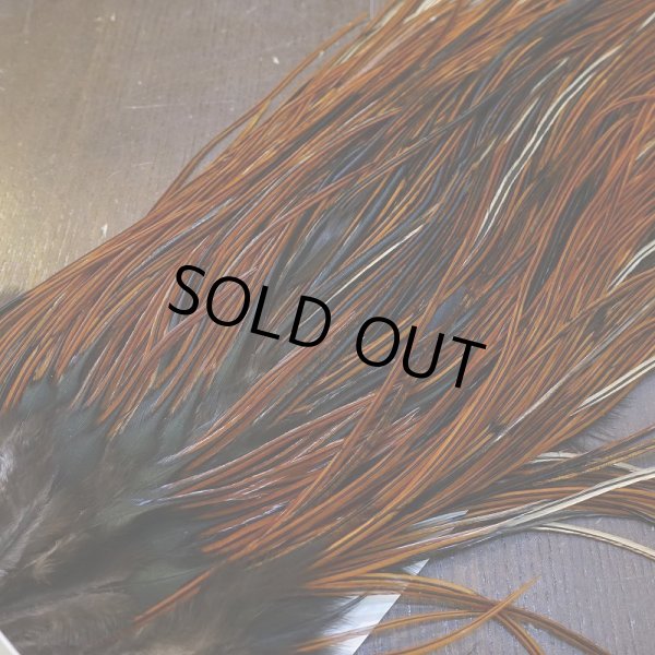 画像3: 【WHITING】Rooster Saddle Pro Grade Furnace #16 No.4 (3)