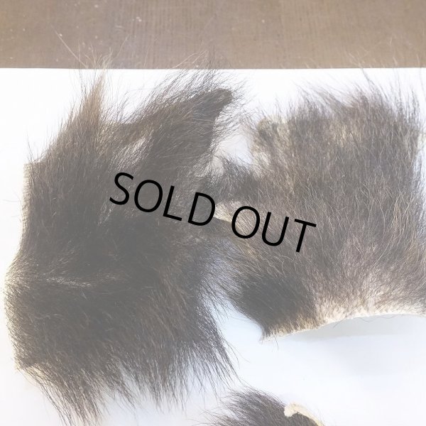 画像3: 【D】ヒグマ 切れ端(3) (3)