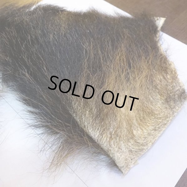 画像5: 【D】ヒグマ 切れ端(4) (5)