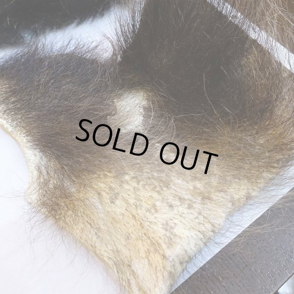 画像4: 【D】ヒグマ 切れ端(4) (4)