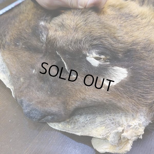 画像3: 【D】ヒグマ マスク 約45x42cm (3)