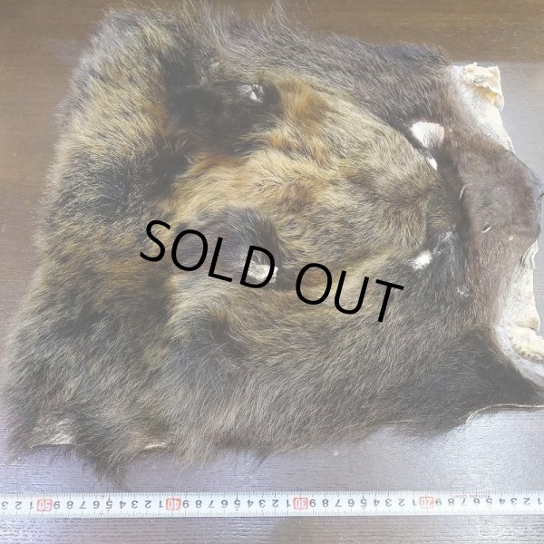 画像7: 【D】ヒグマ マスク 約45x42cm (7)