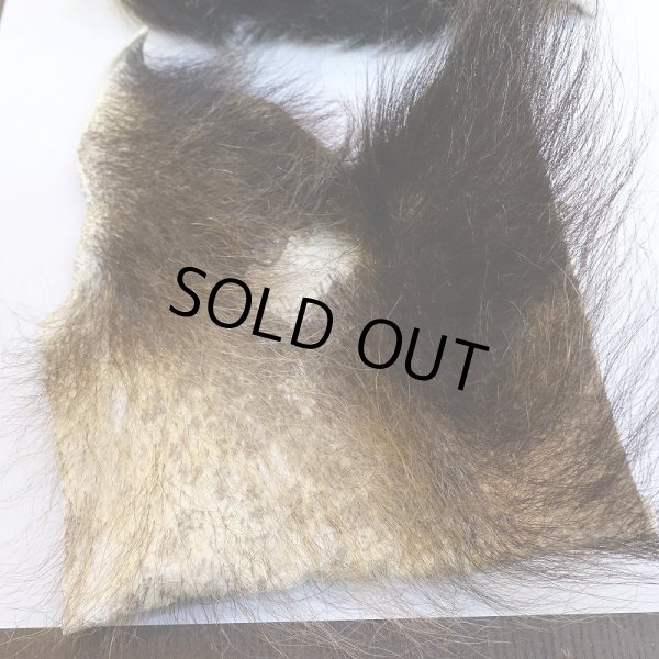 画像2: 【D】ヒグマ 切れ端(4) (2)