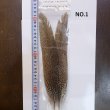 画像1: 【CANAL】Speckled Pheasant Tail (1)