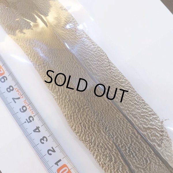 画像5: 【CANAL】Speckled Pheasant Tail (5)