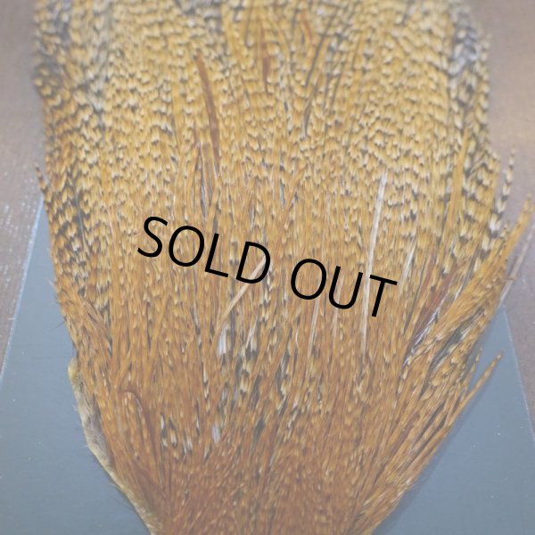 画像3: 【METZ】コックハックル ネック BDバリアント #3  (3)