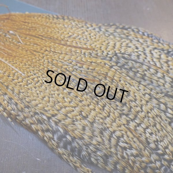 画像5: 【METZ】コックハックル ネック BDバリアント #3  (5)