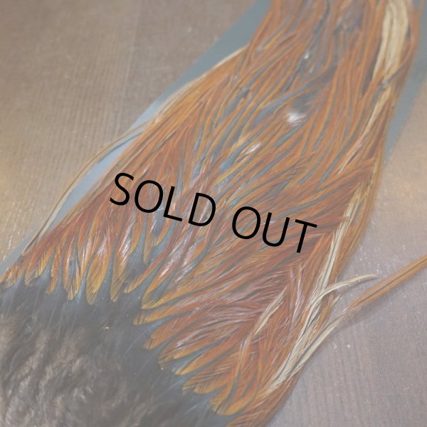 画像3: 【METZ】コックハックル サドル ブラウン #2 (3)