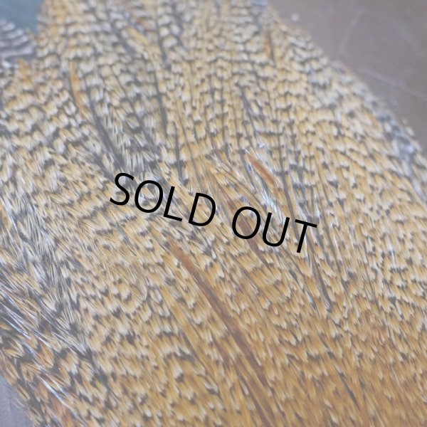 画像6: 【METZ】コックハックル ネック BDバリアント #3  (6)